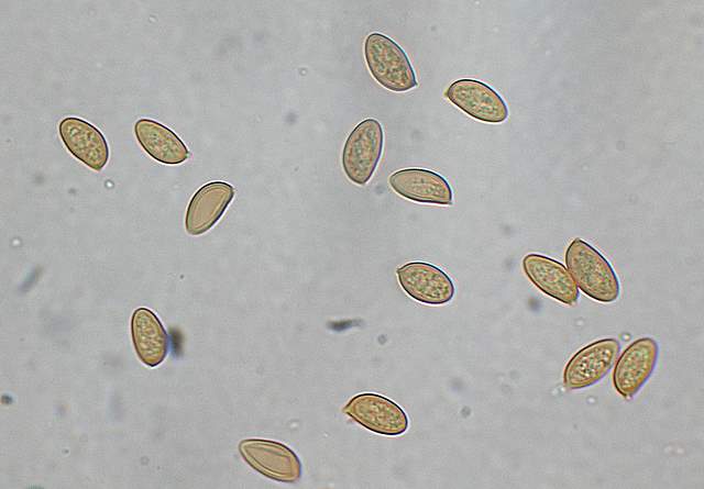 Galerina spec. Cod.: 0947-07